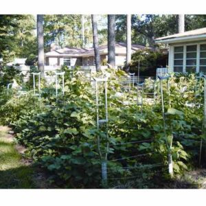 Geriatric (Garden) Support: Homemade Tomato Cages Image